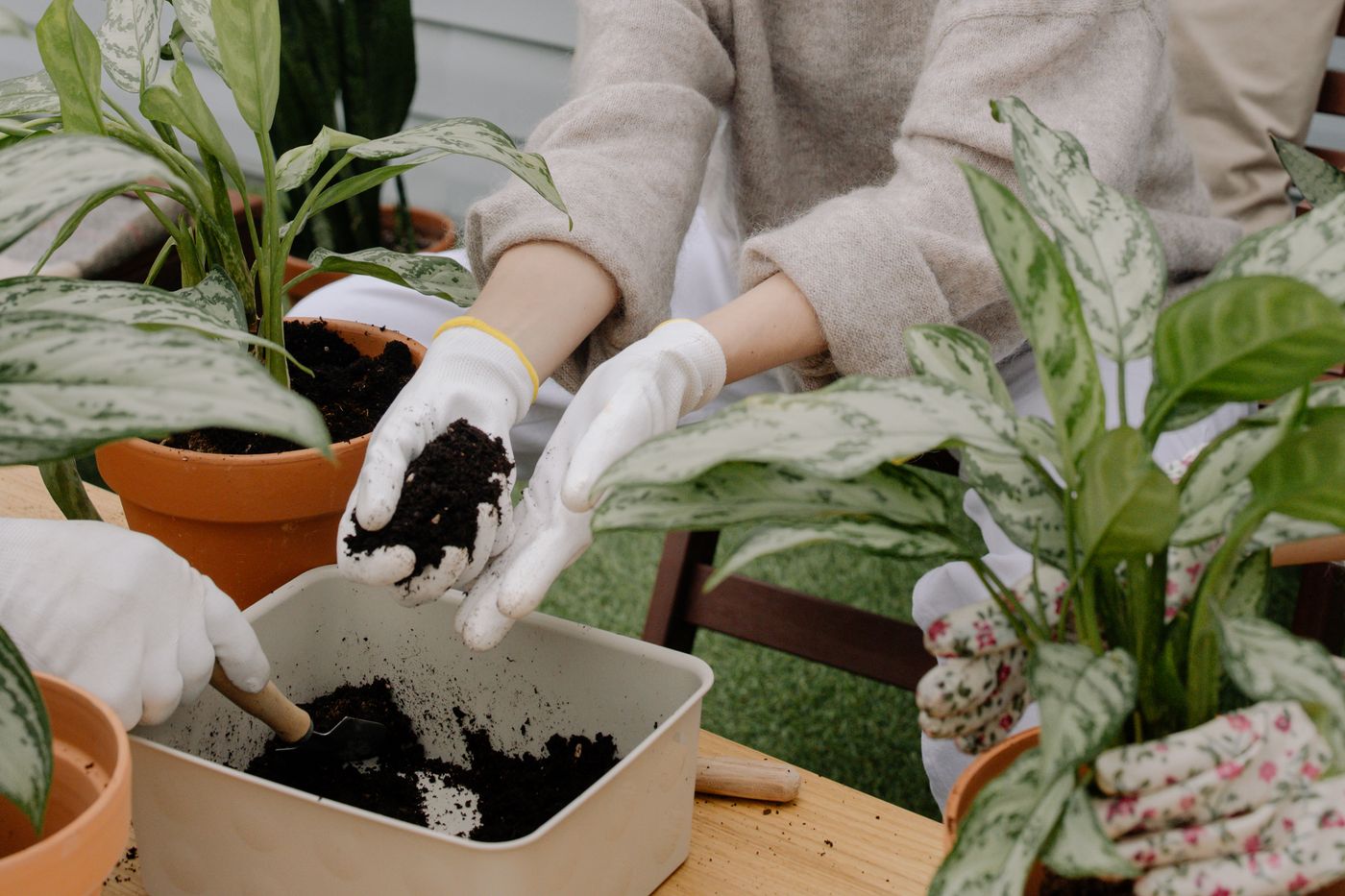 Potting soil and plants being repotted